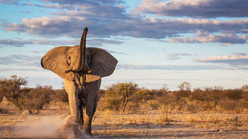 Los científicos prevén la extinción de casi todas las especies a finales de siglo