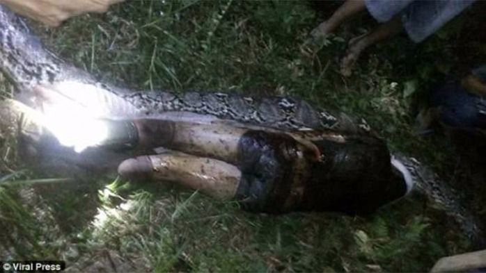 Una serpiente pitón se traga a un hombre entero en Indonesia
