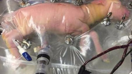 Investigadores de EEUU diseñan un útero artificial