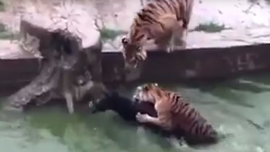 Alimentan a los tigres con un burro vivo en un zoo de China