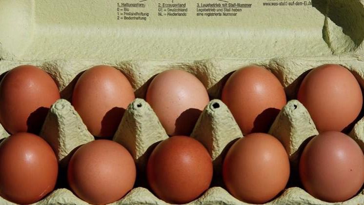 Inmovilizados en Vizcaya 20.000 huevos contaminados con fipronil