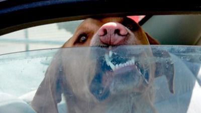 Mueren nueve de los diez perros que un hombre dejó encerrados en su coche