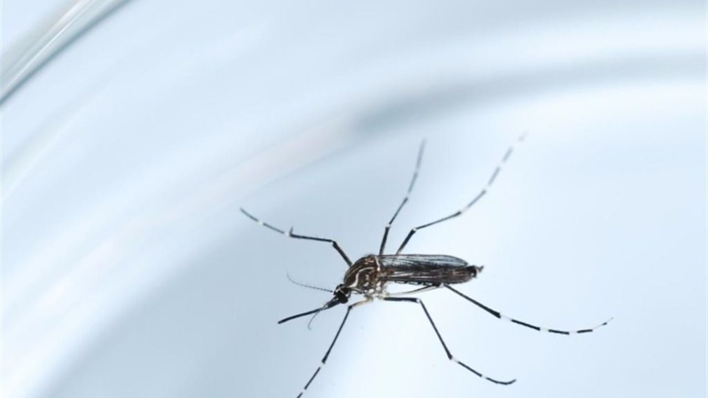 La vacuna contra el zika es eficaz para evitar la transmisión al feto