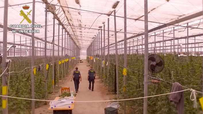 La Guardia Civil interviene 42.000 plantas de marihuana en Almería