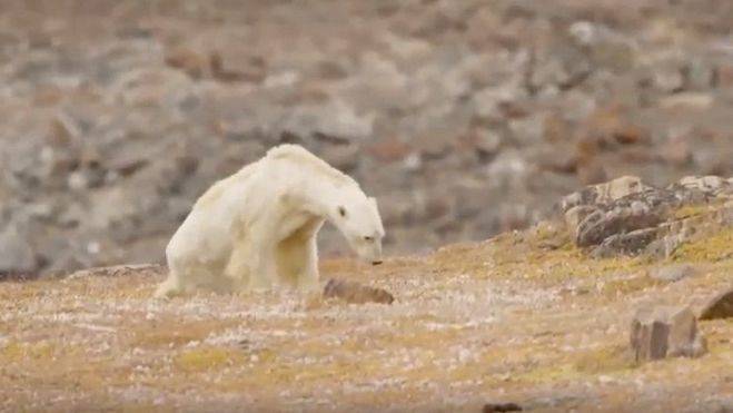 Un fotógrafo muestra la agonía de un oso polar debido al cambio climático