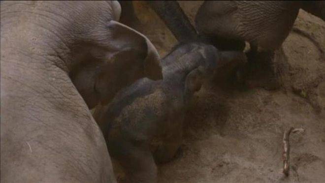 Nace una nueva cría de elefante asiático en el zoo de Bélgica