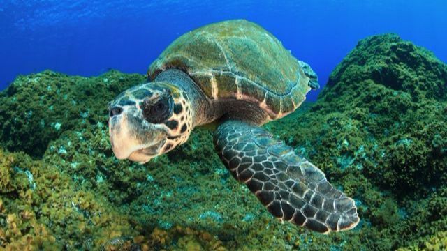 La merma de biodiversidad genera pérdidas de 50.000 millones al año