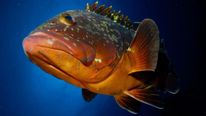 Alfredo Gómez gana el Fotosub Online de El Hierro de junio