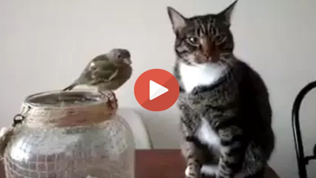 Cuando tu naturaleza es malvada, pero tu corazón te impide hacer daño