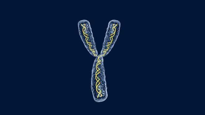 Investigadores de Estados Unidos determinan que el gen Y protege del cáncer
