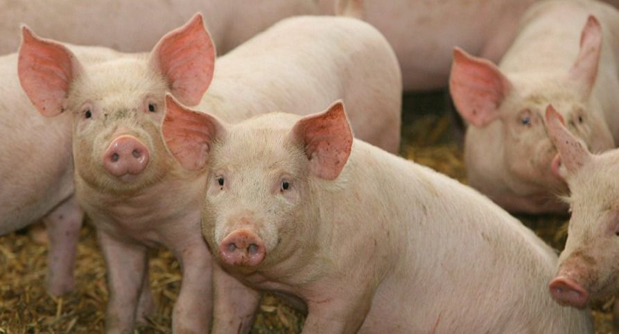 Científicos advierten que un virus del cerdo mortal podría pasar a las personas