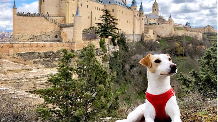 Pipper, 'primer perro turista e influencer del mundo'