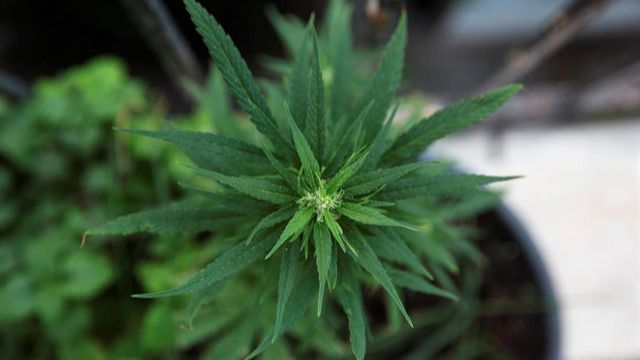 Canadá legaliza la marihuana para uso recreativo