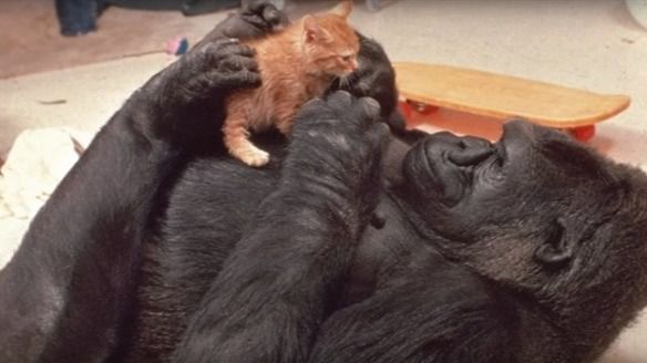 Muere Koko, la gorila que aprendió a usar la lengua de signos