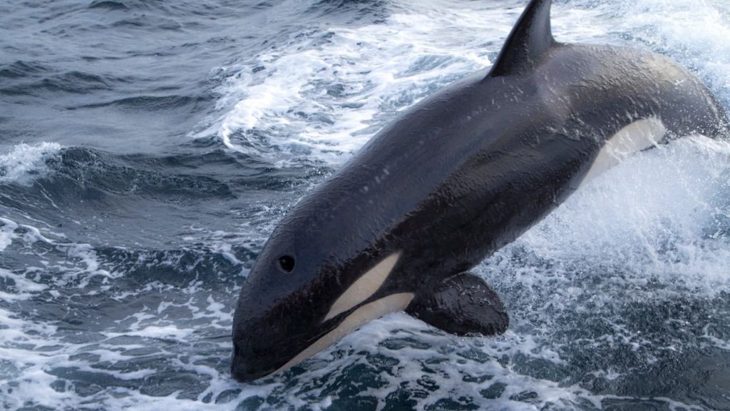 Una familia de orcas acompaña a un barco de Salvamento Marítimo