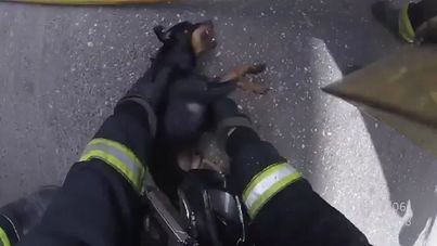 El dramático video del salvamento de un perro en un incendio en Córdoba