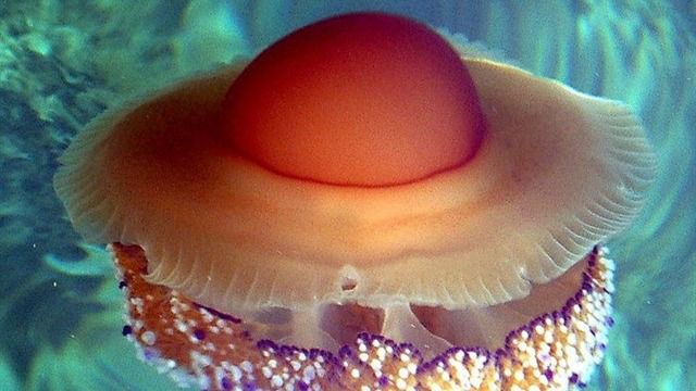 El aumento de medusas 'huevo frito' amenazan el baño en el Mediterráneo
