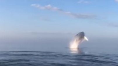 Impresionante e insólito vídeo de tres ballenas saltando en Canadá