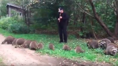 Captan al nuevo flautista de Hamelin: embelesa a mapaches con su música