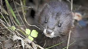 El visón europeo y el urogallo cantábrico, en situación crítica