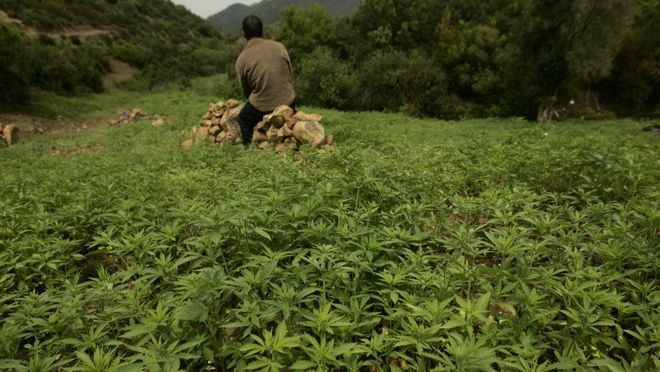 Los medicamentos con cannabis ya pueden recetarse en Reino Unido