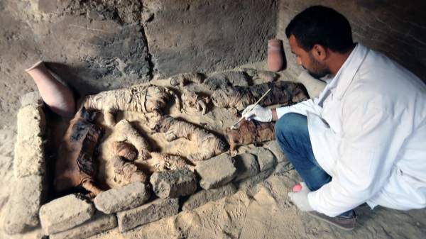 Un arqueólogo limpia momias de animales halladas en Saqqara, Egipto