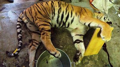 Descubren un matadero de tigres en República Checa