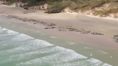 Mueren 150 ballenas piloto al quedar varadas en una bahía de Nueva Zelanda