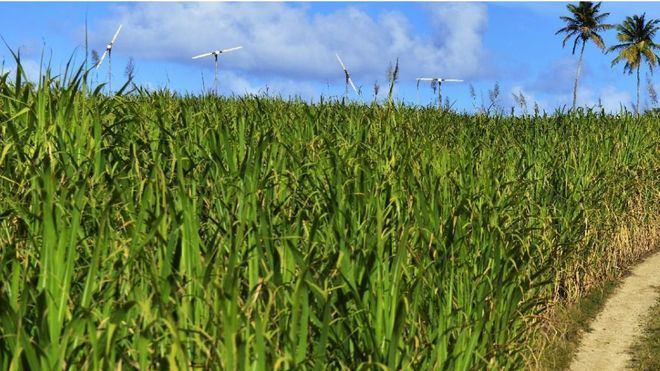 Isla Mauricio ya genera electricidad gracias a sus cañas de azúcar