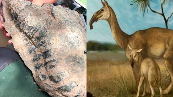 Hallado en Argentina los restos de un macrauchenia, mamífero extinguido hace 8.000 años
