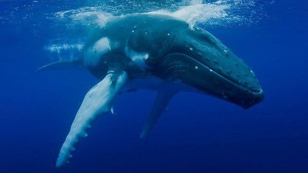 Ejemplar de ballena rorcual común