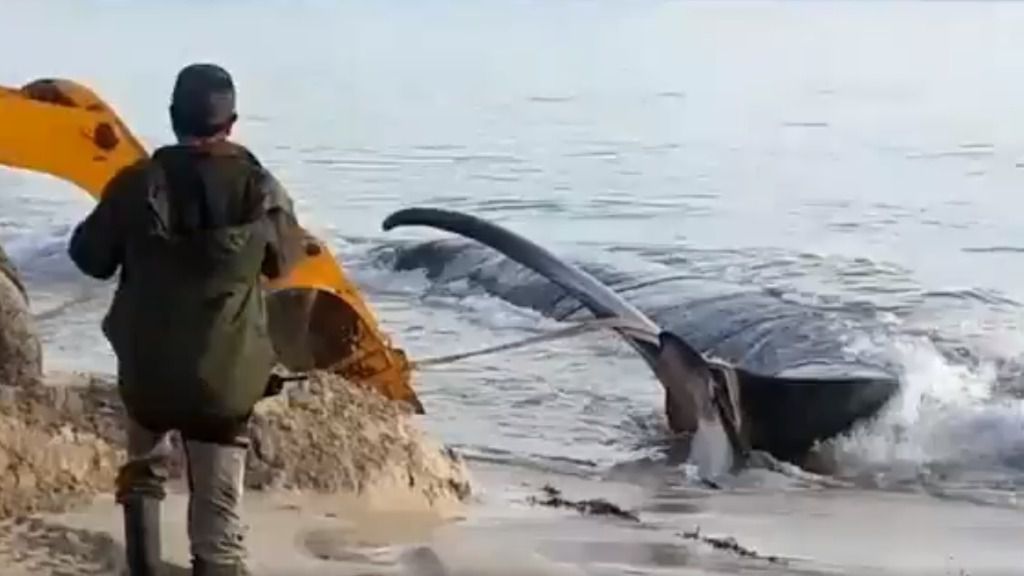 La necropsia de la ballena varada en la arena de Cala Millor se llevará a cabo 'in situ' este lunes