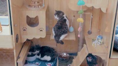 Creado el primer refugio con inteligencia artificial para gatos callejeros