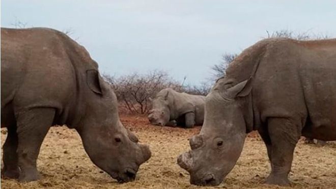 Los furtivos mataron 769 rinocerontes en Sudáfrica en 2018