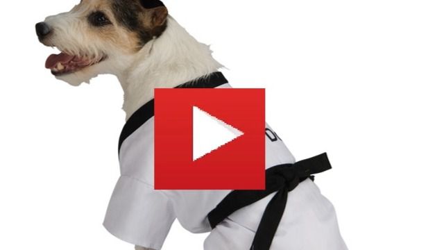 El perro es el mejor amigo del hombre... Y del Kung Fu