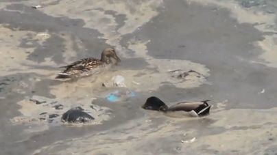 Ya no queda un solo ecosistema marino sin contaminar