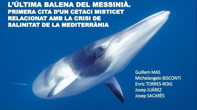 Descubren en Santanyí el fósil de una ballena de 5,7 millones de años