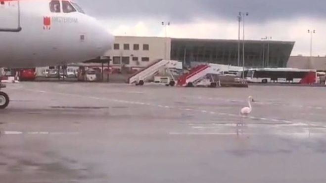 Un flamenco se pasea tranquilamente por las pistas del Aeropuerto de Palma