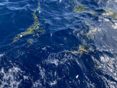 Microplásticos y plancton se acumulan formando 'líneas de basura' en zonas marinas muy sensibles