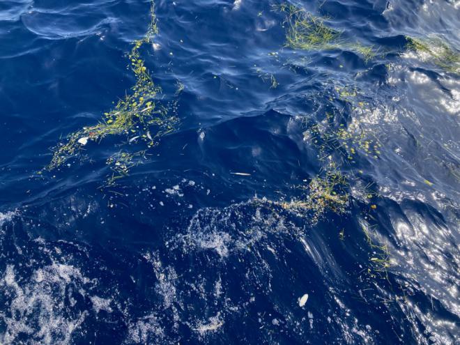 Microplásticos y plancton se acumulan formando 'líneas de basura' en zonas marinas muy sensibles