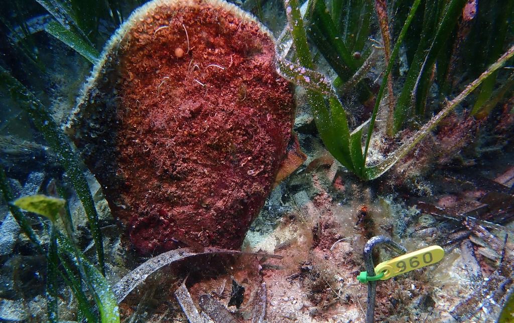 Hallan en Cabrera dos ejemplares vivos de nácar, una especie en peligro de extinción