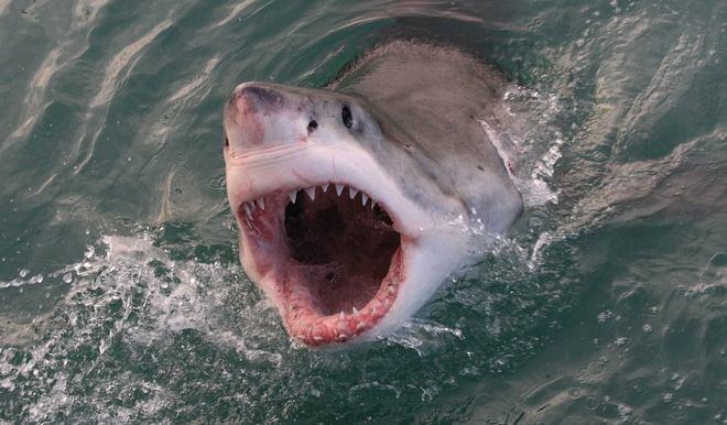 Un tiburón blanco mata a una mujer en Bahamas