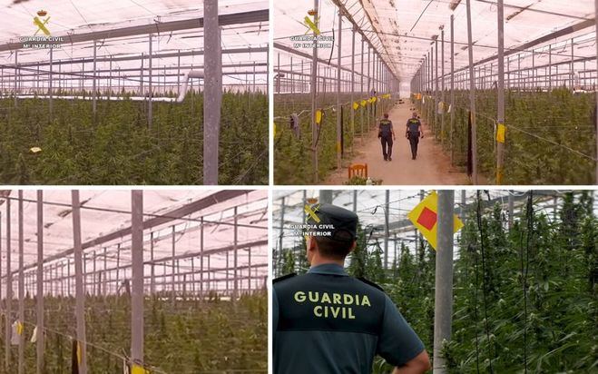 Cae una red internacional dedicada al cultivo de marihuana a gran escala