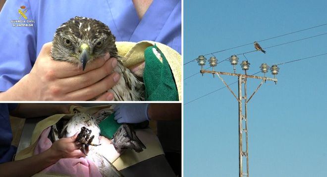 La Guardia Civil encuentra 120 aves electrocutadas e interpone 107 denuncias