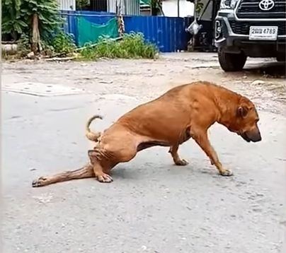 Una perra finge tener una pata rota para que la gente le dé comida
