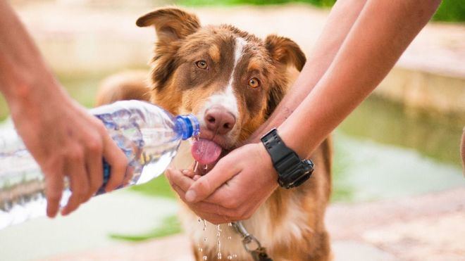 Zamora cobrará una tasa de nueve euros al año por tener perro
