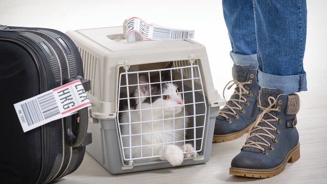 Más de la mitad de los españoles descarta viajar con su mascota por las trabas que surgen