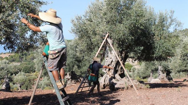 Trump pone aranceles del 25 por ciento a productos agrícolas europeos como el aceite o derivados del cerdo