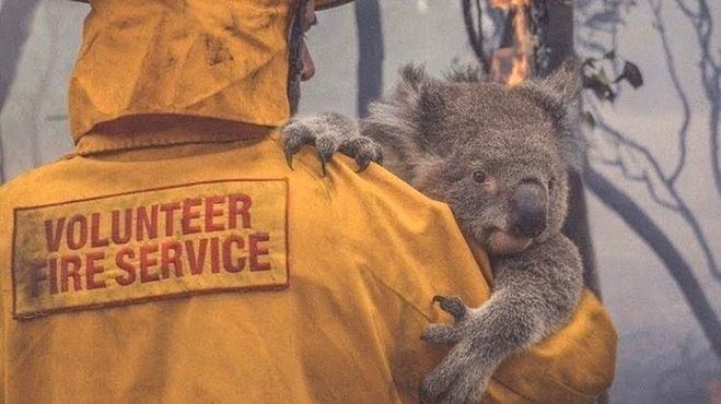 Los incendios en Australia amenazan el futuro de 327 especies