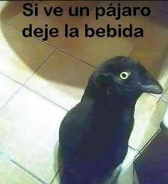 Si lo adivina a la primera, premio seguro ¿Qué animal es?